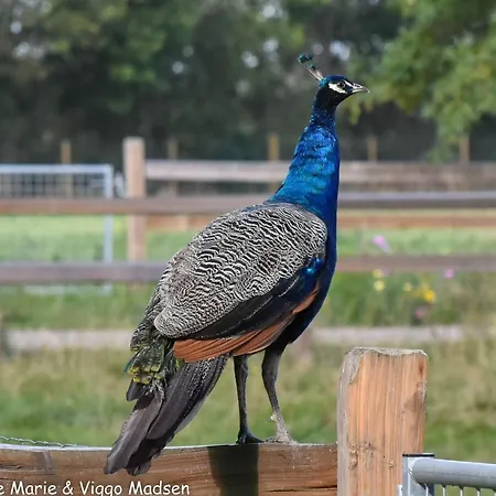 6 Person In Ansager-by Traum *